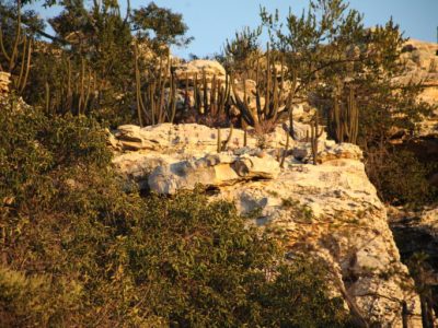 Segundo pesquisa, as mudanças climáticas podem resultar na perda de até 99% das espécies de plantas na Caatinga.