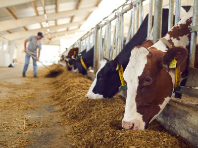 A conexão entre o bem-estar animal e a preservação do meio ambiente