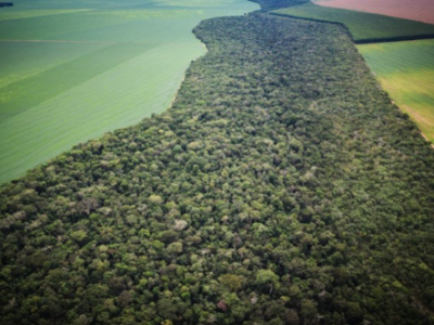 A importância da Reserva Legal na preservação ambiental no Brasil