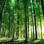 Franquias no Brasil: crescimento sustentável e oportunidades para empreendedores