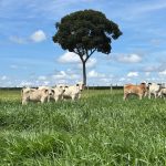 Inverno desafia produção de trigo no Sul do Brasil
