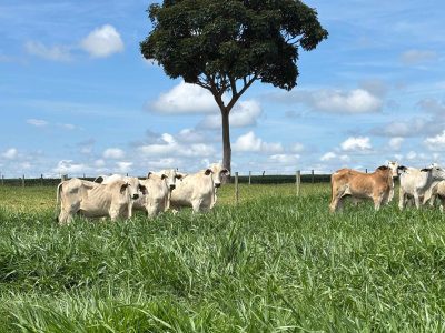 Tecnologia exclusiva eleva eficiência e sustentabilidade na formação de pastagens